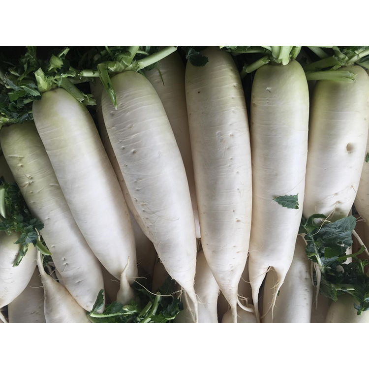 Разгледайте хранителната стойност на New Crop Fresh Radish за повишаване на имунитета и инхибиране на растежа на раковите клетки